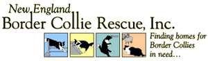 New England Border Collie Rescue