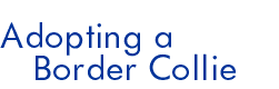 Adopting a Border Collie