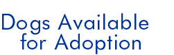Border Collies Available for Adoption