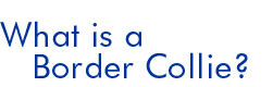 What is a Border Collie?
