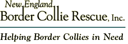 New England Border Collie Rescue - Helping Border Collies in Need