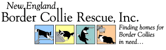 New England Border Collie Rescue